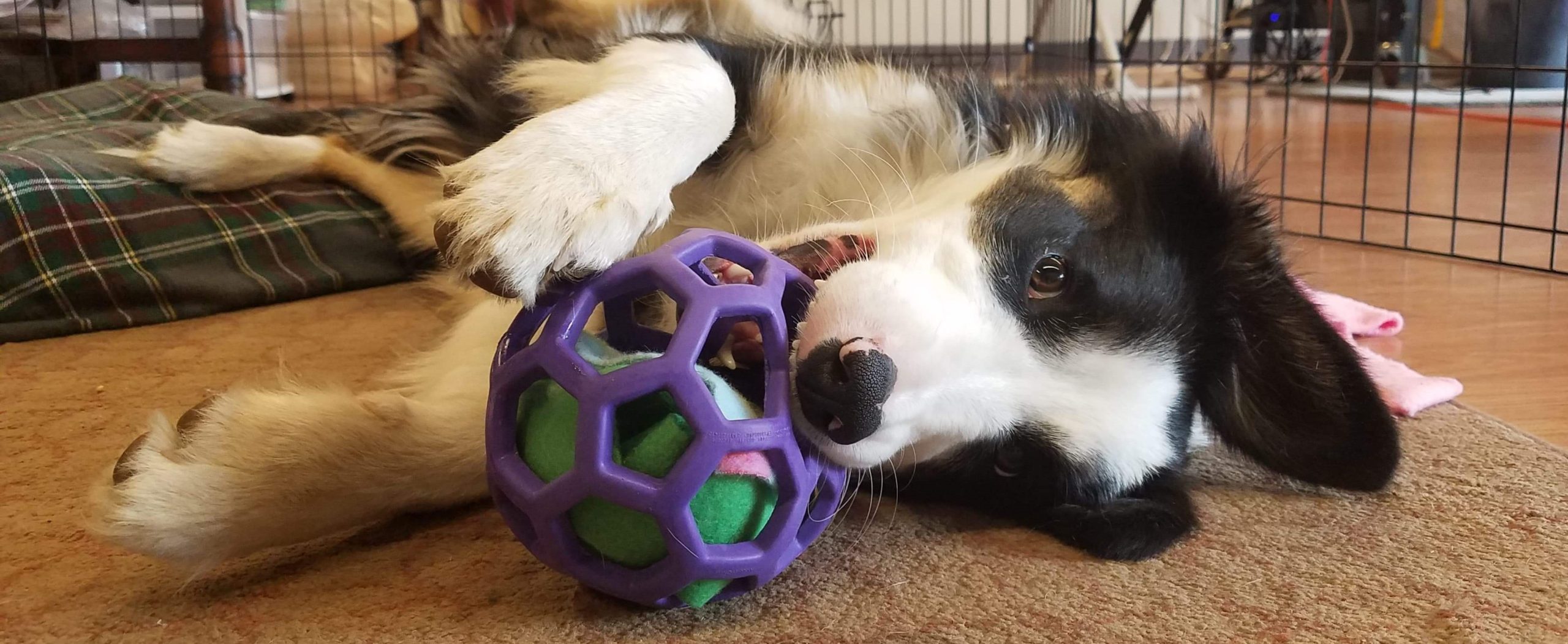 puppy enrichment toys