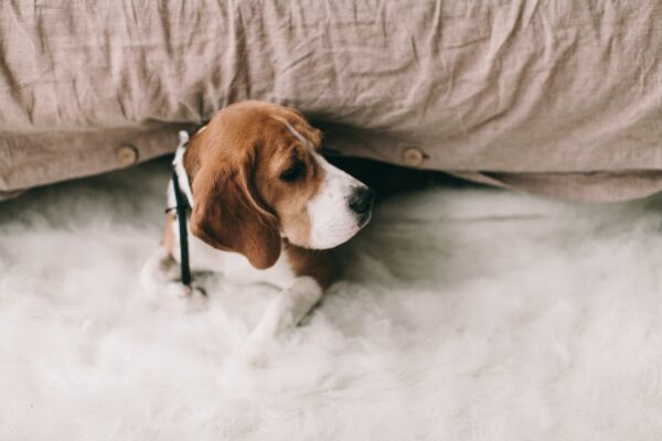 Dogs and Thunderstorms