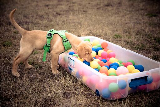 Echo_puppytraining_kalispell