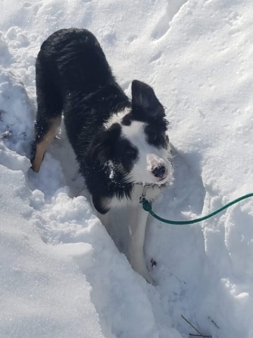 canine enrichment dog training kalispell 