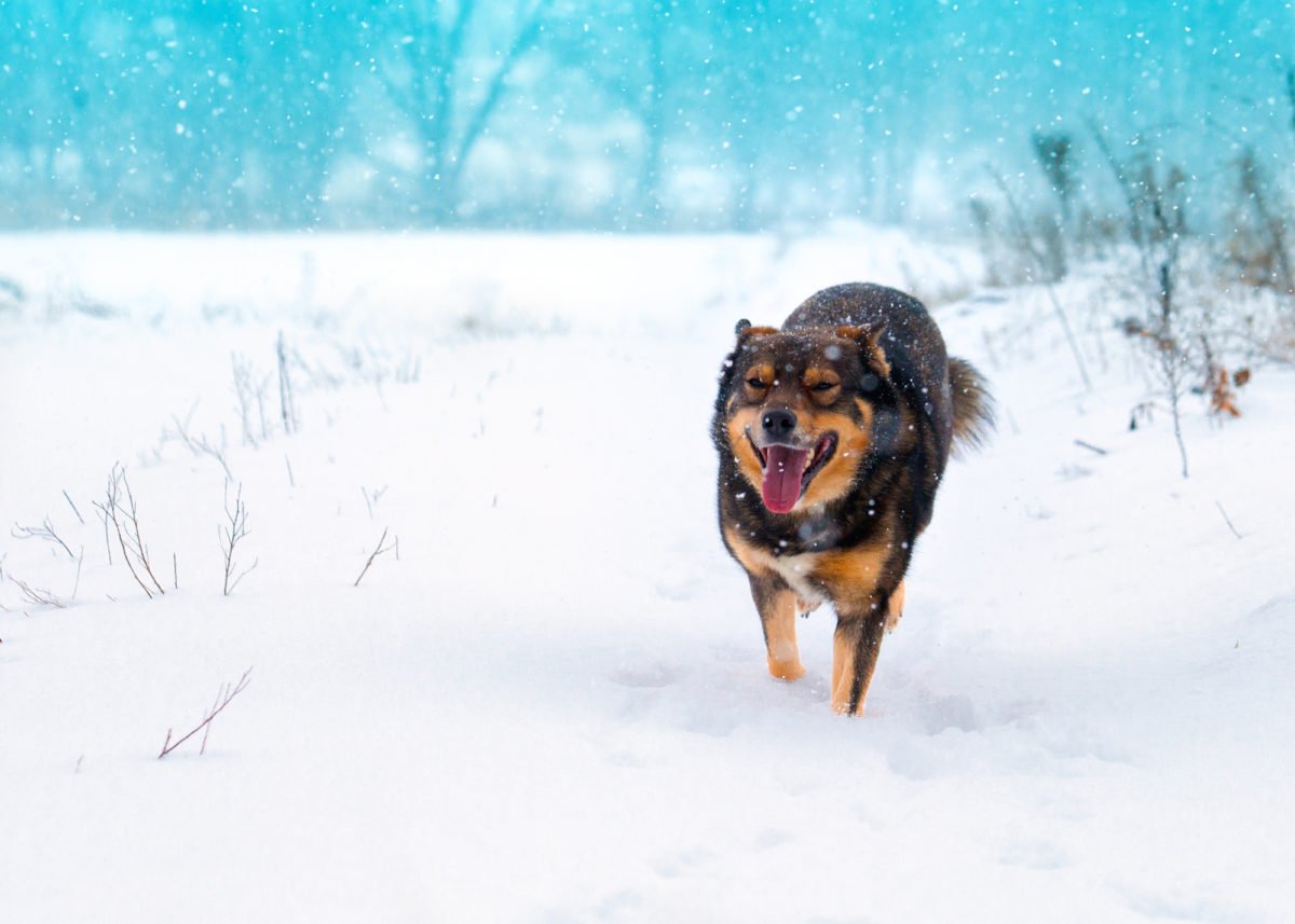 Dog Snow