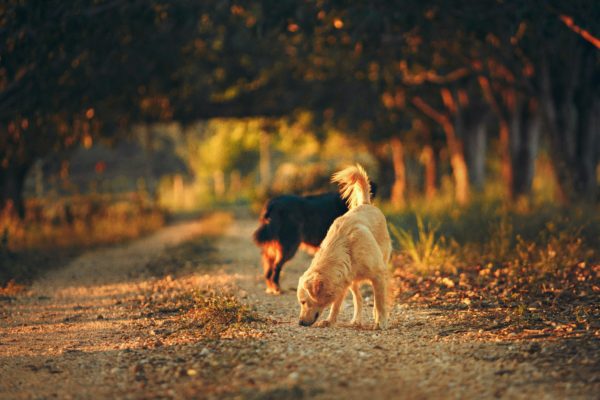 canine enrichment dog walk 